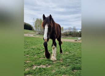 Shire Horse, Hengst, 1 Jahr, 185 cm, Brauner