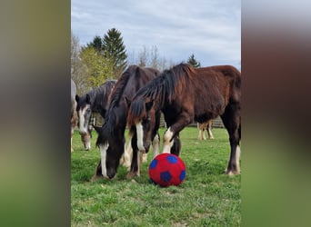 Shire Horse, Hengst, 1 Jahr, 185 cm, Brauner