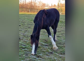Shire Horse, Hengst, 1 Jahr, 185 cm, Brauner
