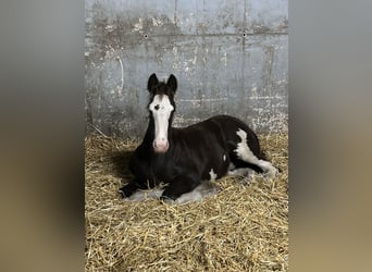 Shire Horse, Hengst, 1 Jahr, 185 cm, Rappe