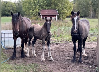 Shire Horse, Hengst, 1 Jahr, 190 cm, Rappe