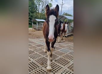 Shire Horse, Hengst, 1 Jahr, Brauner