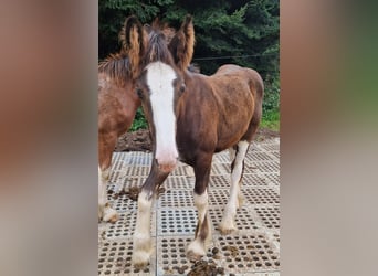 Shire Horse, Hengst, 1 Jahr, Brauner
