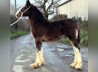 Shire Horse, Hengst, 1 Jahr