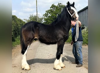 Shire Horse, Hengst, 1 Jahr
