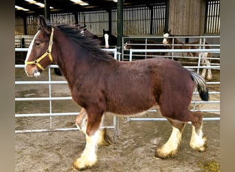 Shire Horse, Hengst, 1 Jahr