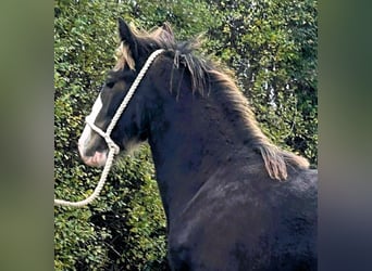 Shire Horse, Hengst, 1 Jahr