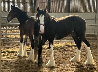Shire Horse, Hengst, 1 Jahr