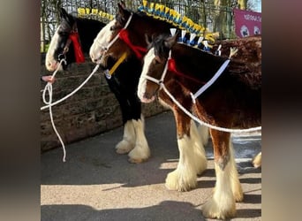 Shire Horse, Hengst, 1 Jahr