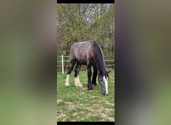 Shire Horse, Hengst, 2 Jahre, 160 cm, Kann Schimmel werden
