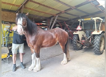 Shire Horse, Hengst, 2 Jahre, 178 cm, Fuchs