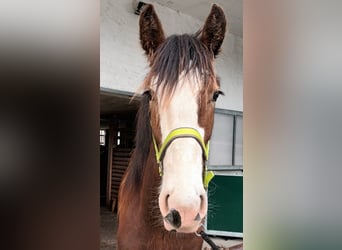 Shire Horse, Hengst, 2 Jahre, 180 cm, Brauner