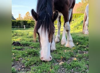 Shire Horse, Hengst, 2 Jahre, 180 cm, Brauner