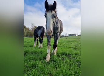 Shire Horse, Hengst, 2 Jahre, 180 cm, Schimmel