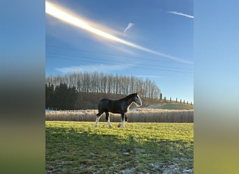 Shire Horse, Hengst, 2 Jahre, 180 cm, Schimmel