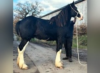 Shire Horse, Hengst, 2 Jahre