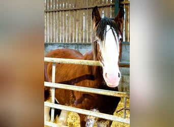 Shire Horse, Hengst, 2 Jahre