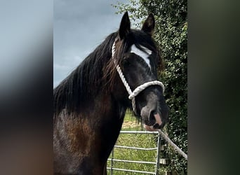 Shire Horse, Hengst, 2 Jahre, Rappe