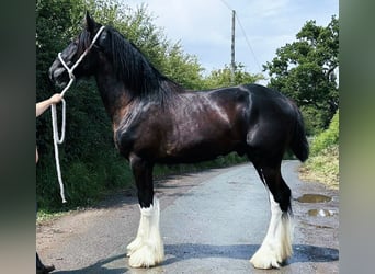 Shire Horse, Hengst, 2 Jahre, Rappe