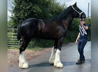 Shire Horse, Hengst, 2 Jahre, Rappe