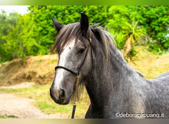 Shire Horse, Hengst, 2 Jahre, Schimmel