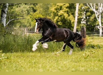 Shire Horse, Hengst, 3 Jahre, 167 cm, Schwarzbrauner