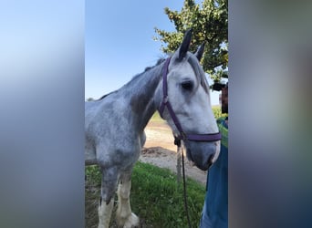 Shire Horse, Hengst, 3 Jahre, 180 cm, Schimmel Shire Horse, Hengst, 3 Jahre, 180 cm, Schimmel