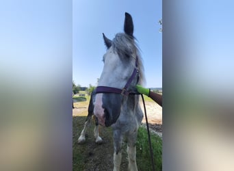 Shire Horse, Hengst, 3 Jahre, 180 cm, Schimmel Shire Horse, Hengst, 3 Jahre, 180 cm, Schimmel
