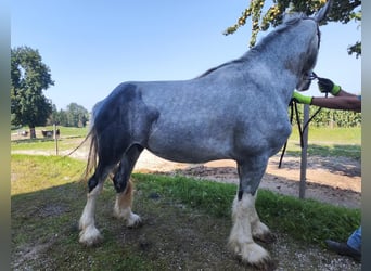 Shire Horse, Hengst, 3 Jahre, 180 cm, Schimmel Shire Horse, Hengst, 3 Jahre, 180 cm, Schimmel