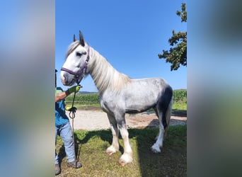 Shire Horse, Hengst, 3 Jahre, 180 cm, Schimmel Shire Horse, Hengst, 3 Jahre, 180 cm, Schimmel