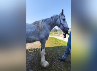 Shire Horse, Hengst, 3 Jahre, 180 cm, Schimmel Shire Horse, Hengst, 3 Jahre, 180 cm, Schimmel
