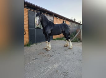 Shire Horse, Hengst, 3 Jahre, 190 cm, Schecke