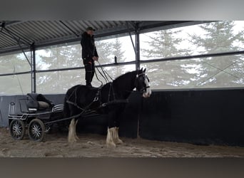 Shire Horse, Hengst, 3 Jahre, 190 cm, Schecke