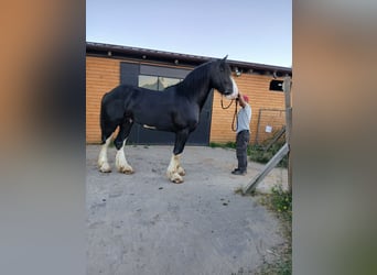 Shire Horse, Hengst, 3 Jahre, 190 cm, Schecke