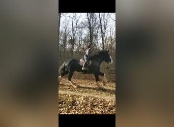 Shire Horse, Hengst, 3 Jahre, 190 cm, Schecke