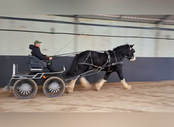 Shire Horse, Hengst, 3 Jahre, 190 cm, Schecke