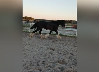 Shire Horse, Hengst, 3 Jahre, 190 cm, Schecke