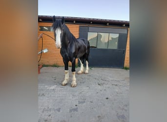 Shire Horse, Hengst, 3 Jahre, 190 cm, Schecke