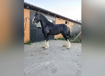 Shire Horse, Hengst, 3 Jahre, 190 cm, Schecke