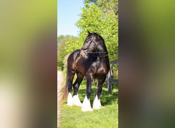 Shire Horse, Hengst, 4 Jahre, 173 cm, Schwarzbrauner