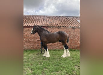 Shire Horse, Hengst, 4 Jahre, 183 cm, Rotbrauner