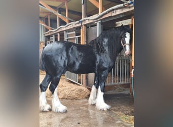 Shire Horse, Hengst, 5 Jahre, 180 cm, Rappe