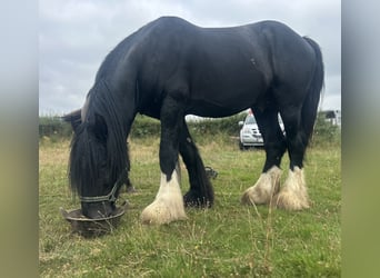 Shire Horse, Hengst, 5 Jahre, 180 cm, Rappe