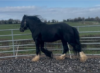 Shire Horse, Hengst, 5 Jahre, 180 cm, Rappe