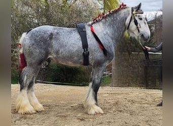 Shire Horse, Hengst, 7 Jahre, 185 cm, Kann Schimmel werden