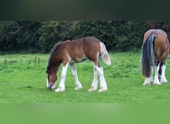 Shire Horse, Hengst, Fohlen (05/2023), 150 cm, Brauner