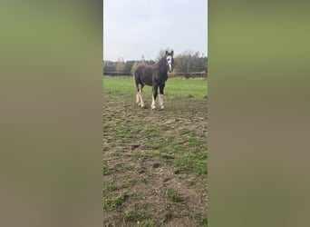 Shire Horse, Hengst, Fohlen (05/2025), 180 cm, Rappe