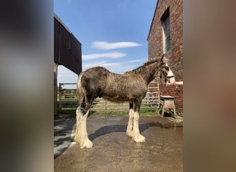 Shire Horse, Hengst, Fohlen (04/2026), 183 cm, Schimmel
