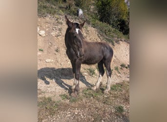 Shire Horse, Hengst, Fohlen (04/2026), Brauner