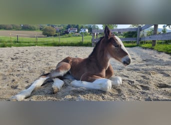 Shire Horse, Hengst, Fohlen (01/2023), Brauner